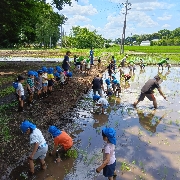 年長田植え体験