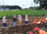 いもほり体験