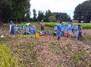 年長稲刈り体験
