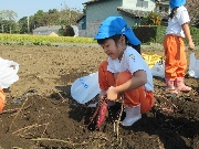 年長組いもほり体験